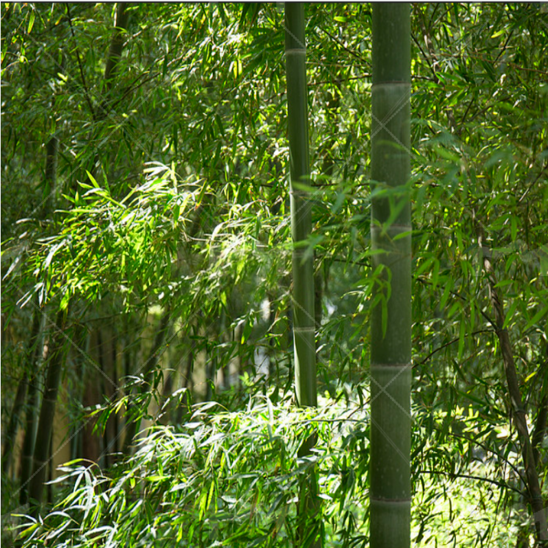 бамбук